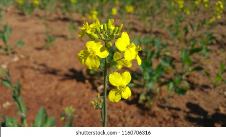 Yellow Canola Field 