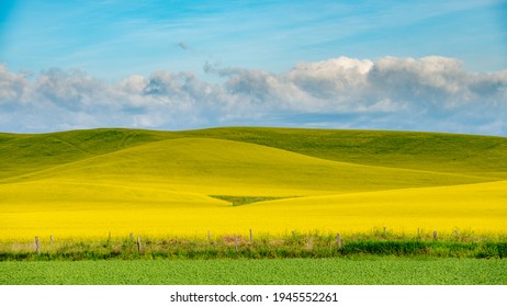 Yellow Canola Field And Green Clover With Clue Sky