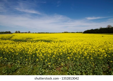 Yellow Canola Fields Limestone County Alabama 