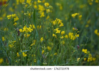 Yellow Canola Flower Close Up, Oil Plant, Butter And Nectar Source In Apiary. Shallow Depth Of Field.