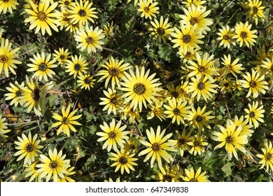 Yellow Capeweed Flowers 