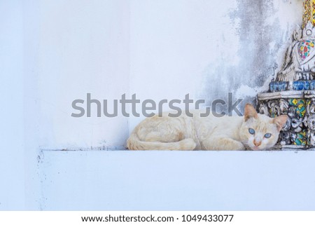 Similar – Image, Stock Photo Chili chills. Animal Pet