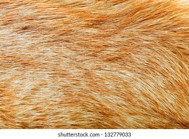 Yellow Cat Fur