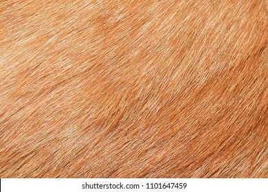 Yellow Cat Fur Texture Background