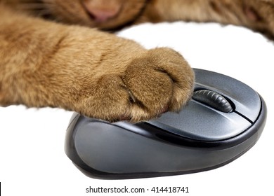 Yellow Cat Holding A Computer Mouse