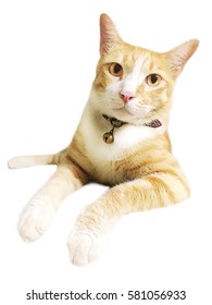 Yellow Cat Isolated On White Background.Thai Yellow Cat.