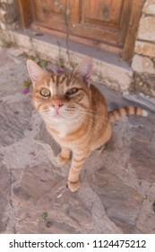A yellow cat is looking to camera in Datca, Turkey