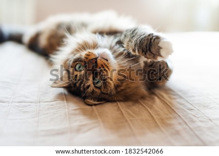 Similar – Fluffy cat lies snugly on the back, top view