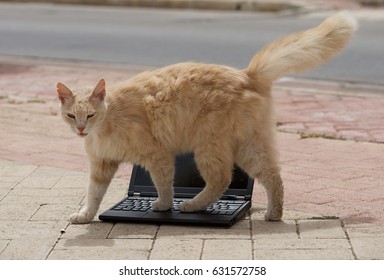 Yellow Cat On Laptop. Cat And Notebook. A Cat Near The Computer. Kitten Walking Behind A Computer Screen, Domestic Kitten In Street Background, Cat Relaxing On Computer Laptop. Humorous Photo Nice Pet