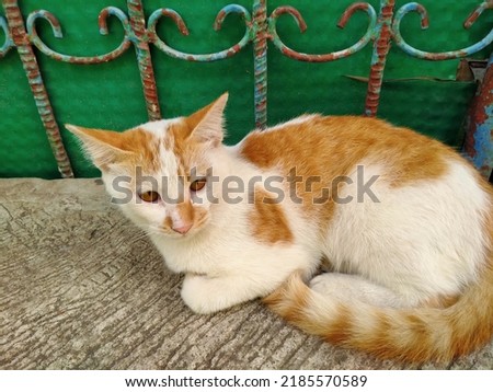 yellow cat relaxing on the table against the background of its green viber gate