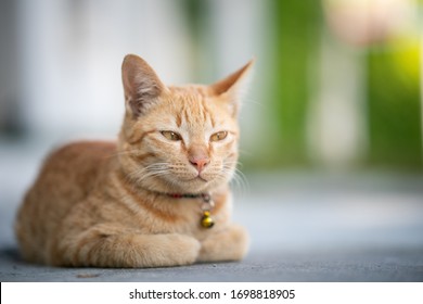 Yellow Cat Sit In The Loaf Pose, Eyes Half Closed.