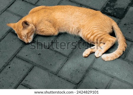 a yellow cat sleeping on stone path