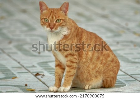 Similar – Foto Bild Kedi Tier Katze