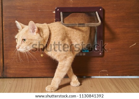 Yellow cat is walking through the cat flap door