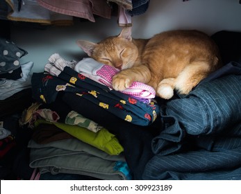 yellow cat in wardrobe - Shutterstock ID 309923189