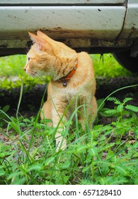 Yellow Cat,cat,female Cat,vacant Cat,lovely,Put A Collar,sleep,Cat Ears Set,pets,animal,bell,
Naughty Cat,Stare,fierce,under,nature,Grass,Look,Look For