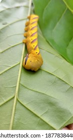 幼虫の黄色い花 の画像 写真素材 ベクター画像 Shutterstock