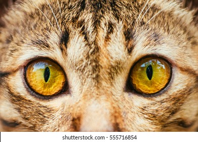 Yellow Cats eyes: Close up of a tabby cats eyes,Closeup of Hypnotic Cat Eyes - Powered by Shutterstock