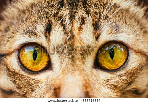 黄色い猫の目 タビー猫の目の接写 催眠猫の目の接写 の写真素材 今すぐ編集