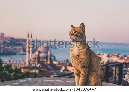 Yellow cats of Istanbul from the top of the grand valide khan. Behind the cat you can see the golden horn and mosque view of Istanbul, Turkey
