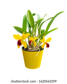 Yellow Cattleya. Indoor plant in a flower pot. Isolated on a white background.