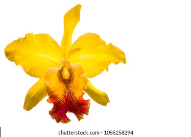 Yellow cattleya orchid isolated on white