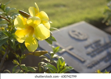 Yellow Cemetery Flowers In Graveyard