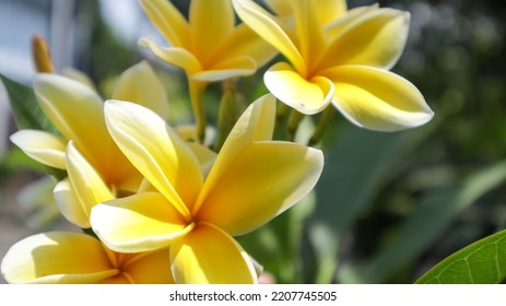 Yellow Cempaka Flowers Thriving In The House Yard