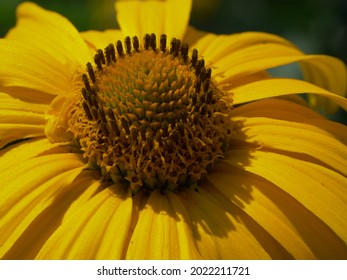Yellow center of a flower, close-up. Arnica flower bud.
