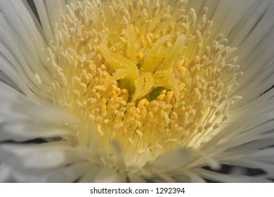 Yellow Centric