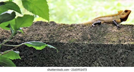 The Yellow Chameleon Indian Chameleon