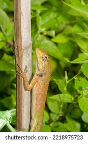 Yellow Chameleon On Dry Bamboo