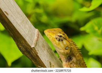 Yellow Chameleon On Dry Bamboo