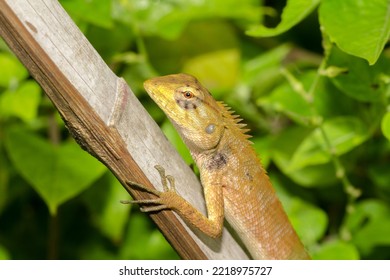 Yellow Chameleon On Dry Bamboo