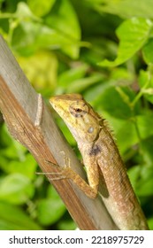 Yellow Chameleon On Dry Bamboo