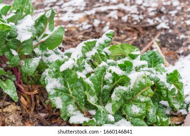 Yellow Chard (Swiss) Growing In Raised Bed Garden In Winter Time With Snow Covered Near Dallas, Texas, US. Green Leafy Vegetable Cultivated In Allotment Patch, Leafy Spinach Beet Beta Vulgaris