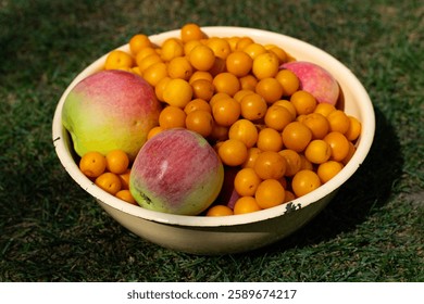 Yellow cheery plum and blushing apples in metal bowl standing on the grass. Harvesting season in the garden.