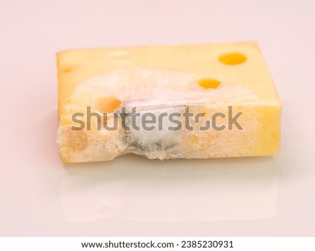 yellow cheese with mold, fungus on the cheese due to moisture, dangerous to health