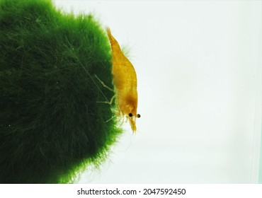 Yellow Cherry Dwarf Shrimp On Marimo Moss Ball In Fish Tank. Neocaridina David Is A Freshwater Shrimp Which Is Commonly Kept In Freshwater Aquariums.