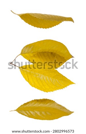 Yellow cherry leaf isolated on white background. Warm fall color for seasonal design, cozy nature concepts and rustic themes.