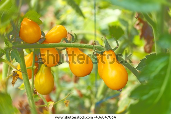Yellow cherry tomatoes pear shaped on green branch\
selective focus