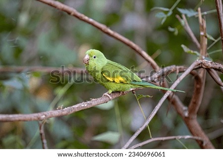 Yellow chevroned Parakeet of the species Brotogeris chiriri