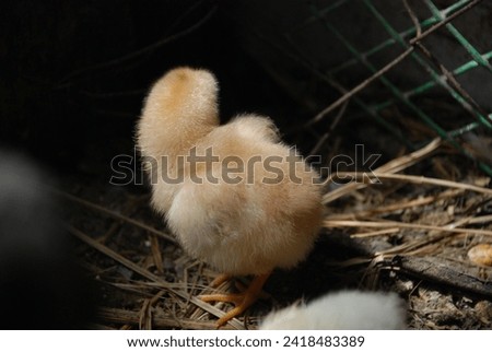 Yellow chicken in the chicken coop. A chick born a few weeks ago walks along the straw lying on the floor in search of food. It has light yellow fluff and an orange beak and thin long legs.