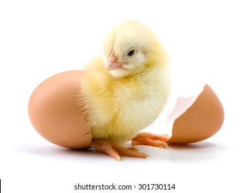 Yellow chicken hatching from egg on white background