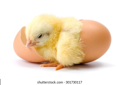 Chick Hatching Images Stock Photos Vectors Shutterstock