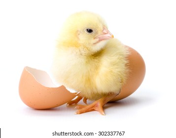 Pollo Del Bebe High Res Stock Images Shutterstock