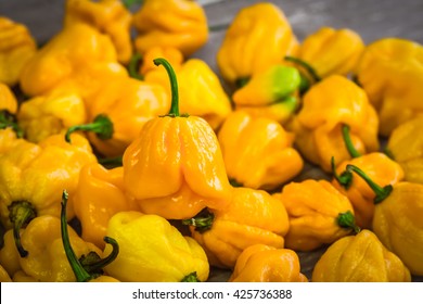 Yellow chilli Naga viper