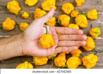Yellow chilli Naga viper  in hand