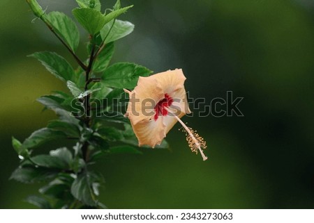 Yellow China Rose [Yellow Hibiscus]