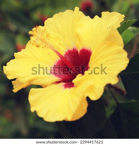 Yellow China Rose
Yellow roses are universally known as symbols of friendship.
China rose is another name for Chinese hibiscus, a botanical name that translates literally as the rose of China. 